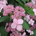 Hydrangea macrophylla 'Hornli' fleur